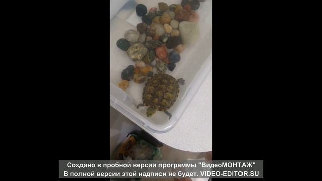 Кормим красноухую черепаху и запекаем курицу