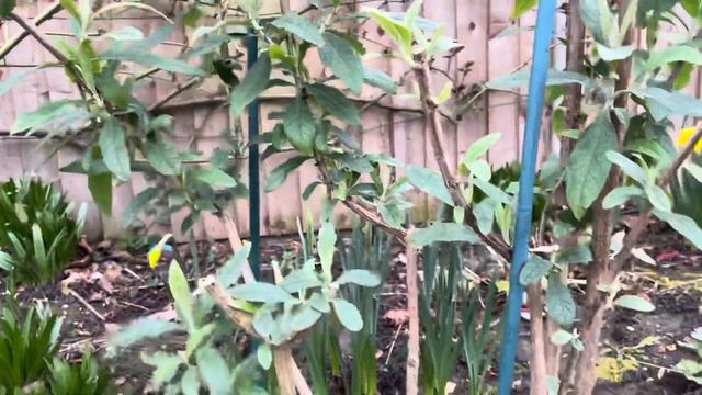 How To Prune Buddleja In Spring, How To Cut Back Buddleja ‘Black Knight’, Get Gardening