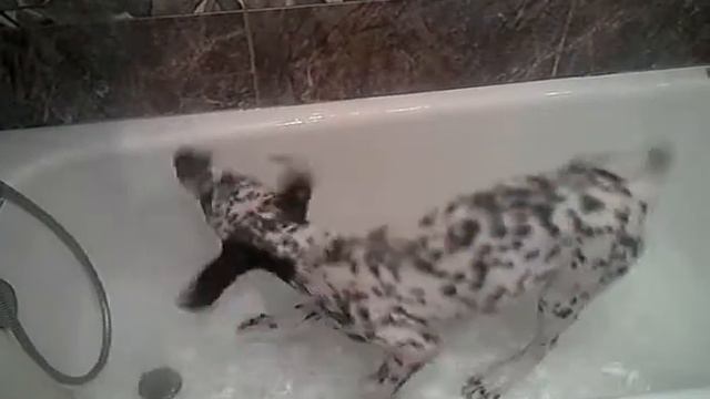 Далматинец в ванной