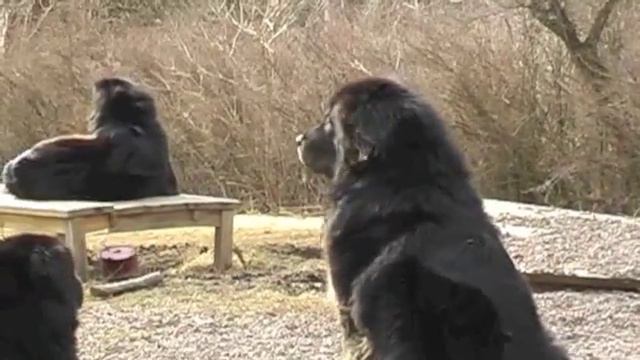 Kyang La´s Ba-Sha & Bagro With All Our Dogs In The Garden