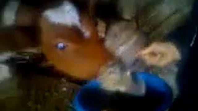 ПРИКОЛ, теленка с ложки кормят!!!!!!!!!!!!3.3gp