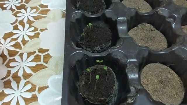 ?ПЕТУНИЯ! РАССАДА ВЫТЯНУЛАСЬ. ЧТО ДЕЛАТЬ??