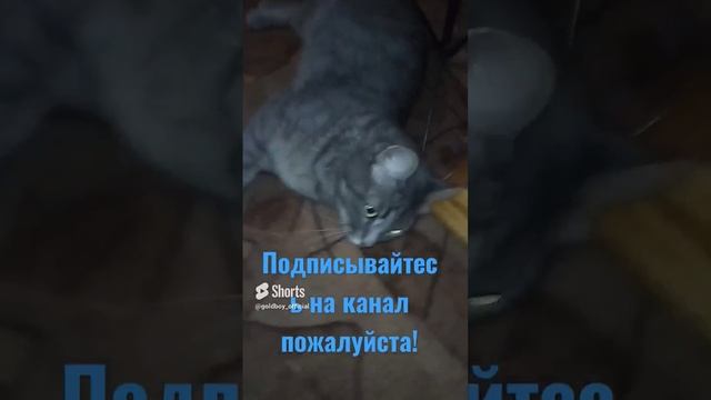 СМЕШНЫЕ КОШАКИ!!!