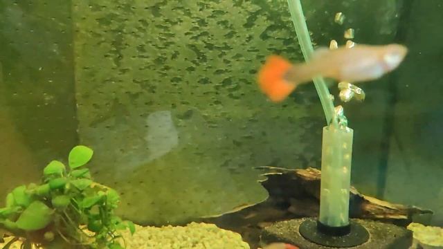 ампулярии анцыстиусы и Мелании живут в месте ? и снова кладка