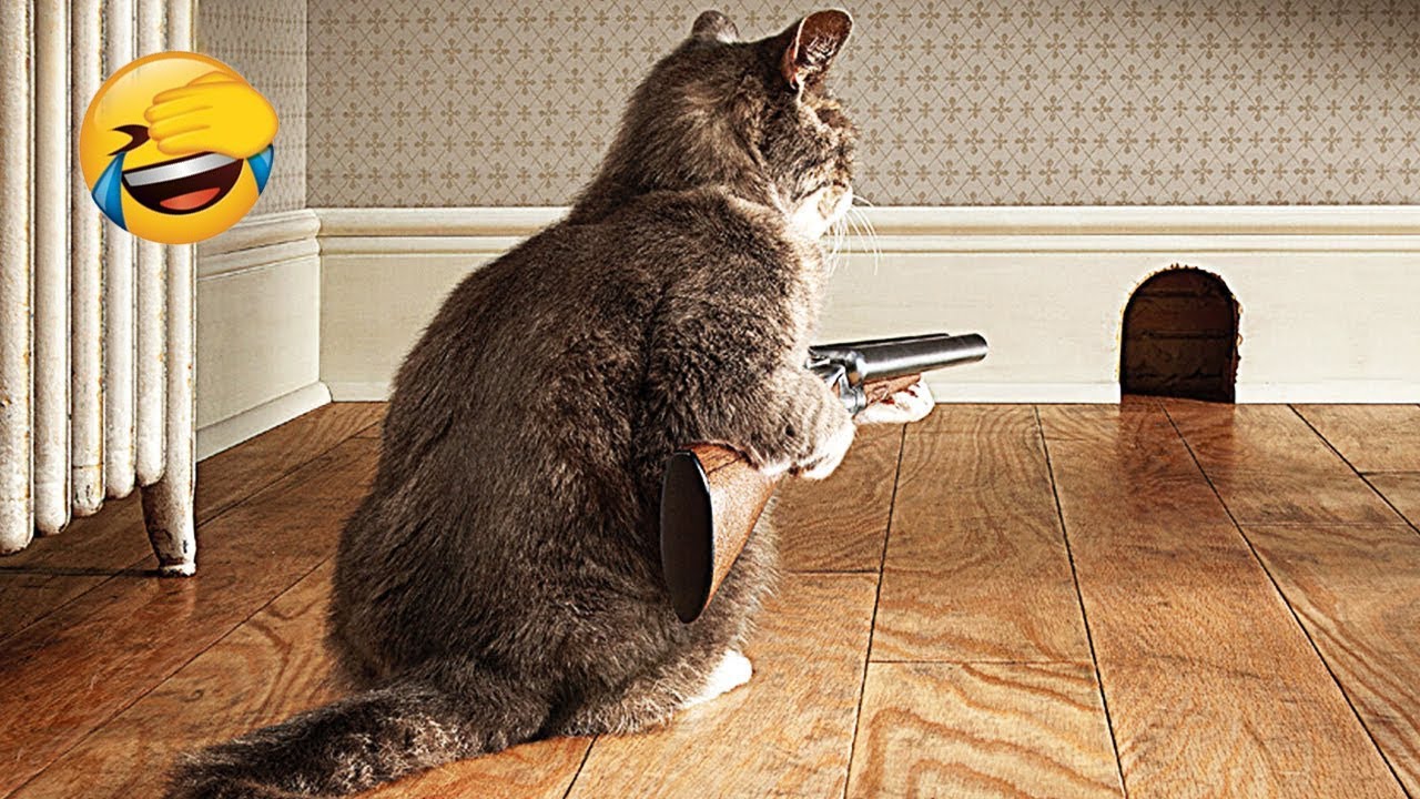 Приколы с животными