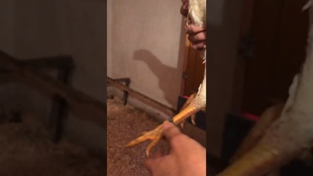 Стройка Вдохновения