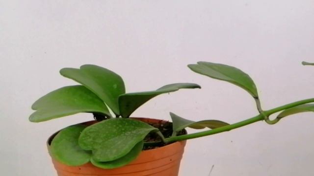 Hoya Kerri Cuidados CHUYITO JARDINERO