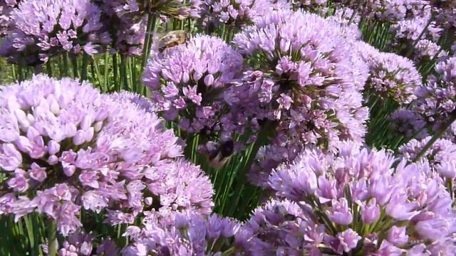 Allium Tuberosum Vol Met Bijen.
