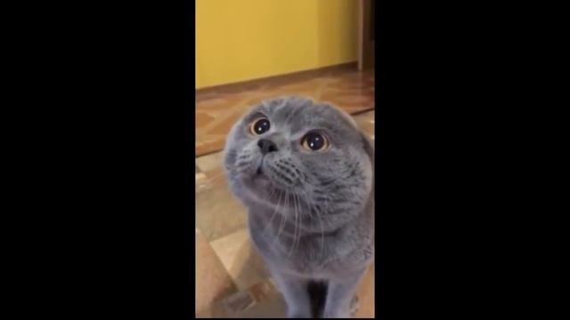 Кот говорит голова моя болит