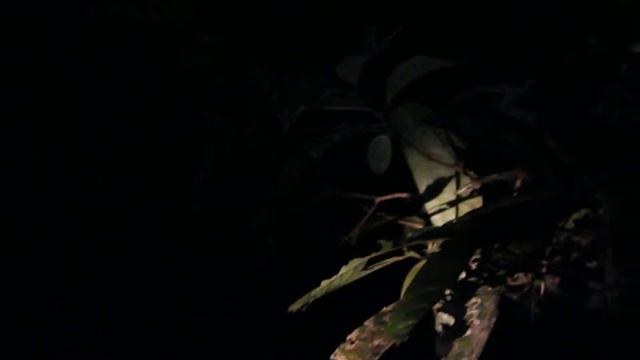 непонятное насекомое в ночных джунглях Борнео