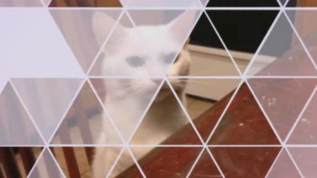30 котов которые всех удивили
