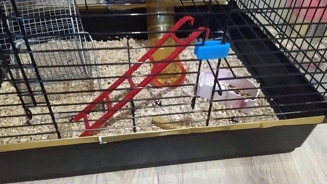 как хомяк сбегает...