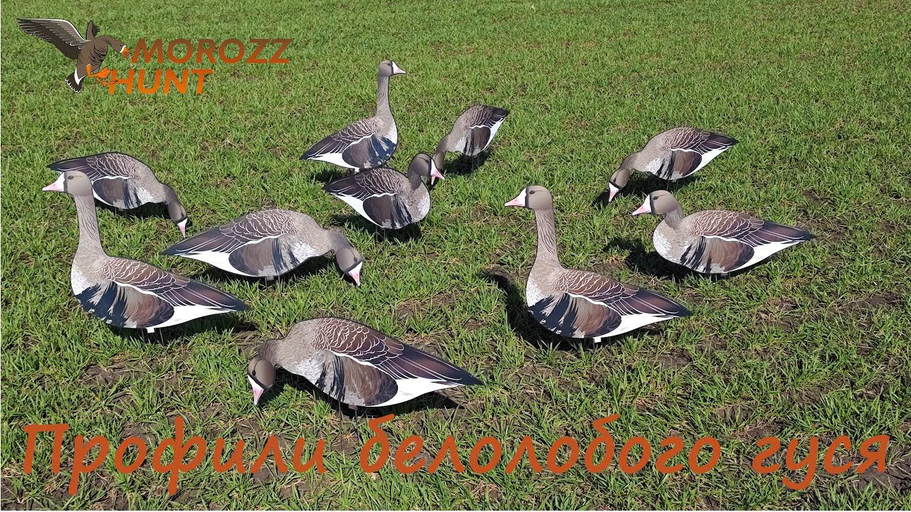 Обзор профилей белолобого гуся MoroZz Hunt.