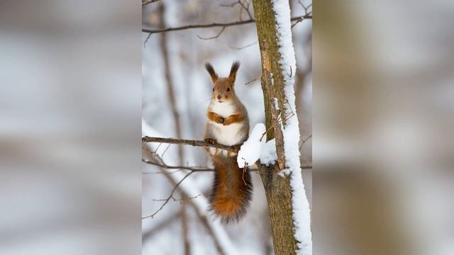 Добро пожаловать, Зима, или как зимуют звери