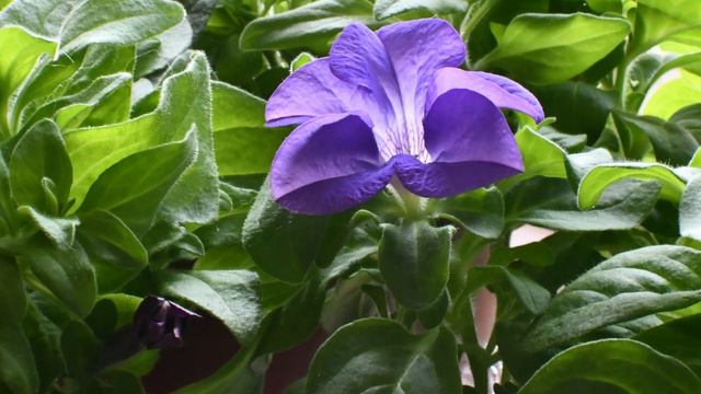 Petunia Blossom Timelapse. Цветение петунии.