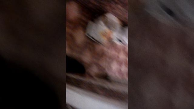 Кот сходит с ума