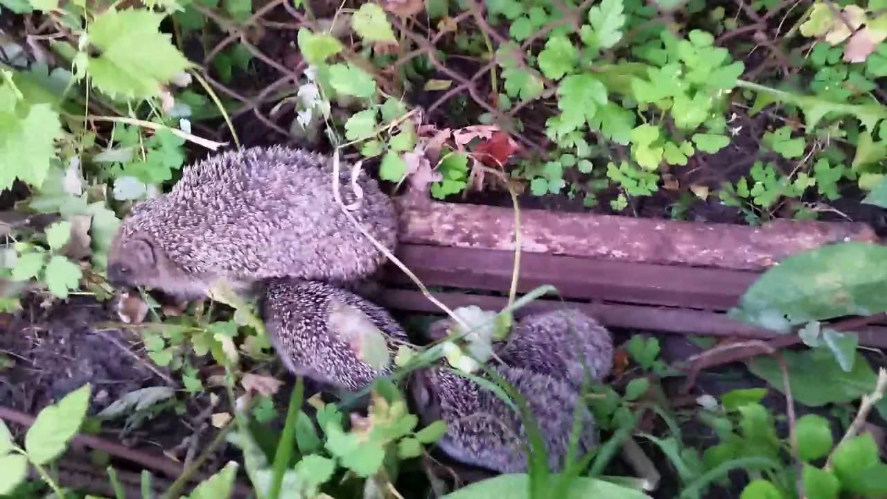 Ежиная семья