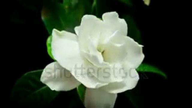 Stock Footage Hd Timelapse Of Gardenia Flower Blooming On Black Background