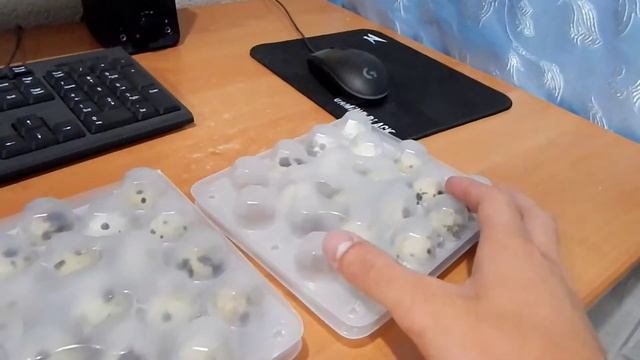 Закладка перепелиных яиц в инкубатор #инкубацияперепелов