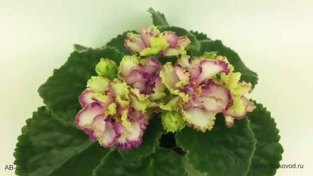 Оригинальная бело-розово-зеленая фиалка - АВ-Венский Штрудель