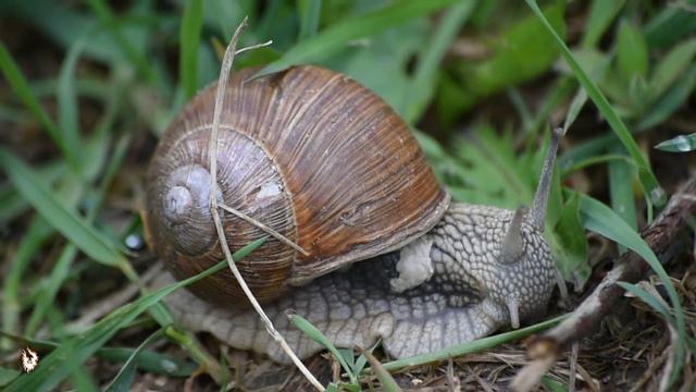 Всякие Животные