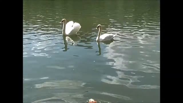 Моя собака. Патриаршие пруды.Лебеди.