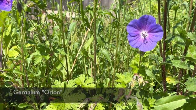 Geranium Vs Pelargonium (il Falso Geranio)