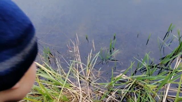 Зарыбление. Новая рыбка в пруду.