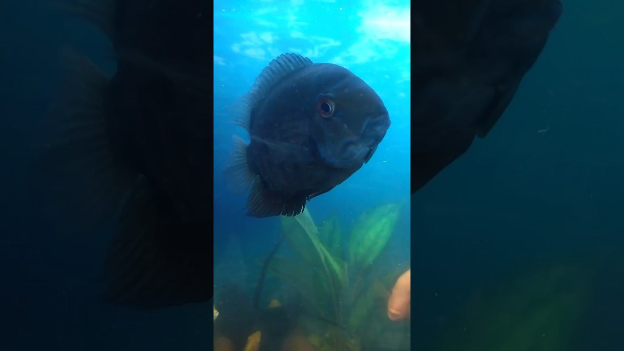 Еще Северумы и Цитроны Владимира П. #aquariumshow #aquarium