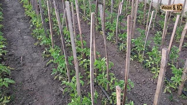 Мои будни. Клетки с перепелами. Томаты в теплице и многое другое.