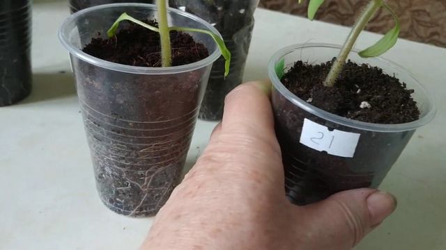 Тестирование грунтов.Какой грунт больше понравился томатам?Итог.