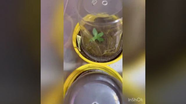 Эустомы всходы,подкормка