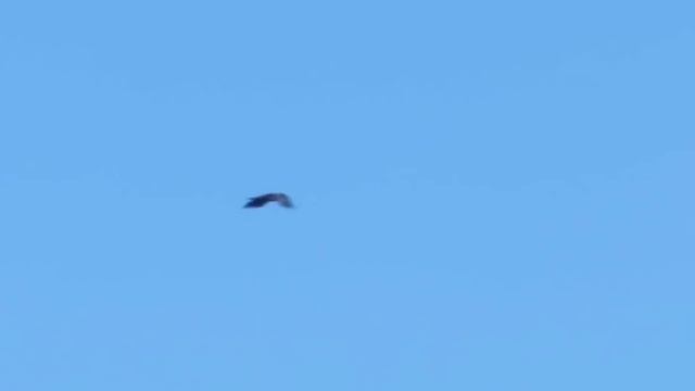 World War 1| Claymotion