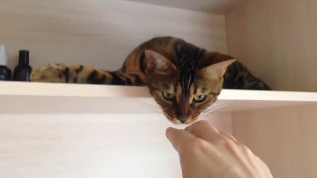 Бенгальская кошка Эля в питомнике Benamour СПб