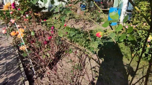 Начинаю обрезать и пригибать розы. 11 октября.