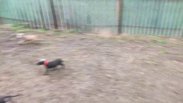 15 щенков питбуля🤯 Как за всеми уследить😆 Помогает их мамочка❤️