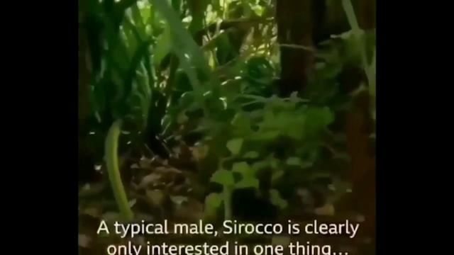 UNUSUAL MEMES COMPILATION #2