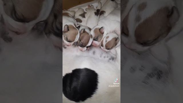 Щенки Джек Рассел 24.06.2022