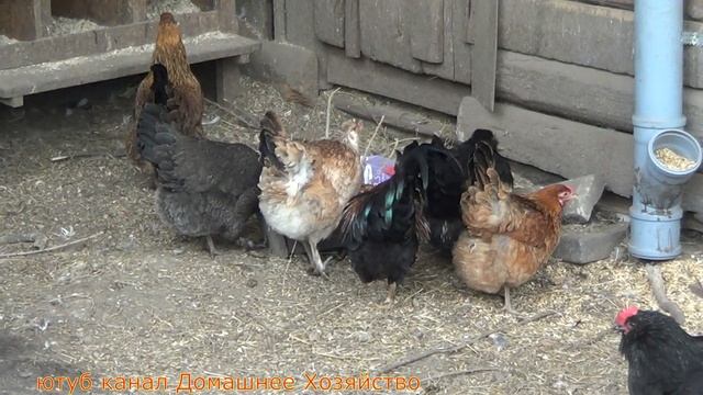 Скоро начнется инкубация//Гуляю по сараям