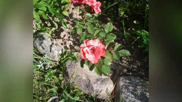 A7e2e9942c34f42ad362fe8ffe9df166