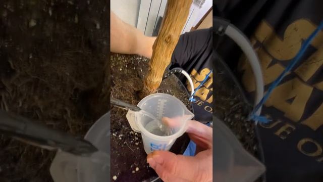 3690 PPM на перечном дереве?! ? ЧТОО??? #scoville  #carolinareaper #pepper #shorts