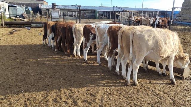 #молои#фруши#быка#ва#гначин#касеки#харидораи#мархамат#метонен#харидори#кунет+79220355557