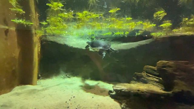 Национальный центр морской жизни National SEA LIFE Centre Birmingham 18