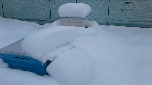 Пасека на даче. Зимовка пчел под снегом. облет в январе. подмосковье.