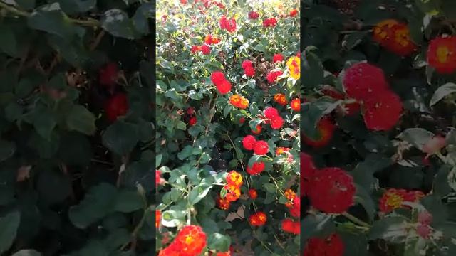 Диковинные цветы возле дома