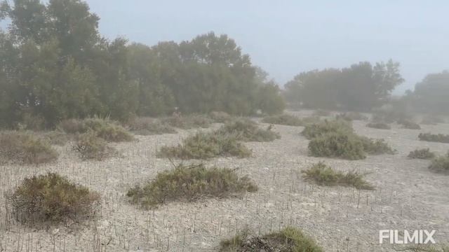 Part-1 Abu Dhabi Jubail Mangrove Park, AL Jubail Island, Mangrove Walk Through