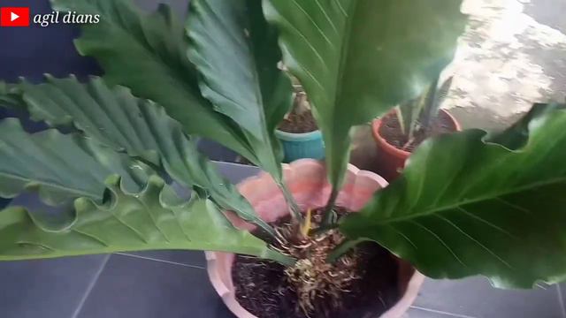 Harga Anthurium/jenis Anthurium/tanaman Hias/anthurium Gelombang Cinta, /anthurium Jemami....