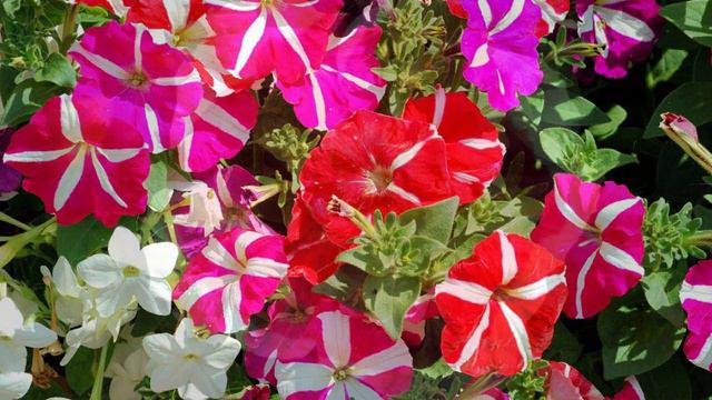Amazing And Most Beautiful Petunia Flowerbeds