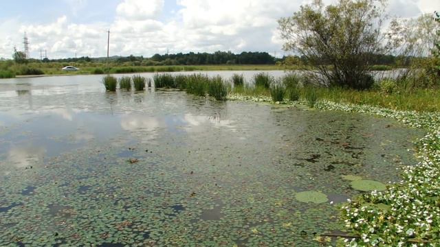 Водная растительность