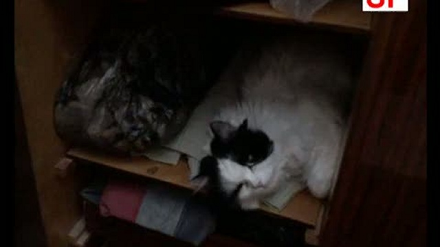 Мои животные